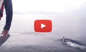 Click to view dolphin video