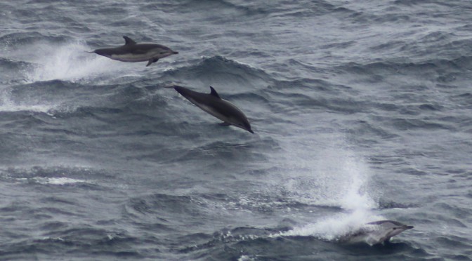 Dolphins join us en route to Brest